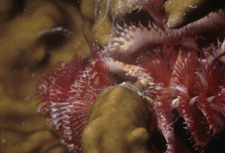 4969_42