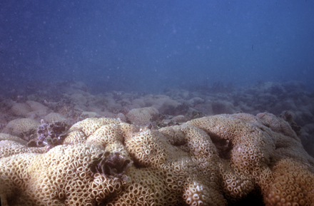 4962_17