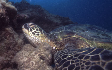 Havaí/Hawai'i